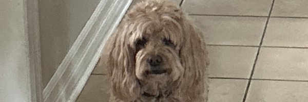 RareAdamCasts Profile Banner