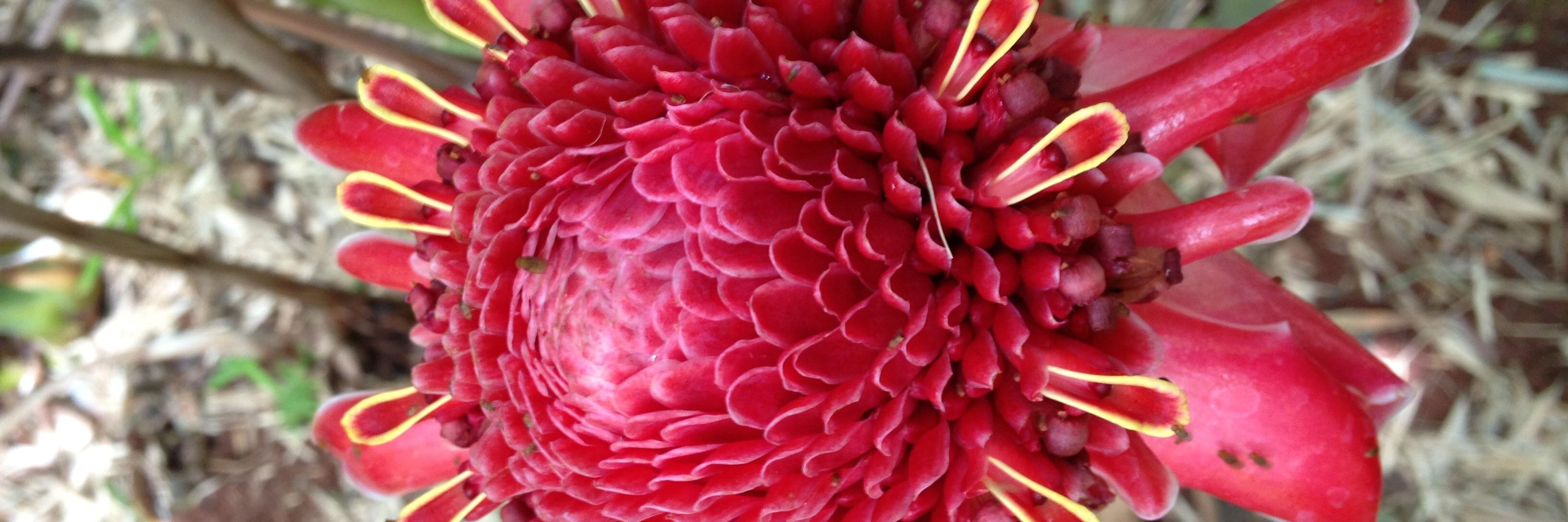 The Lone Bunny banner