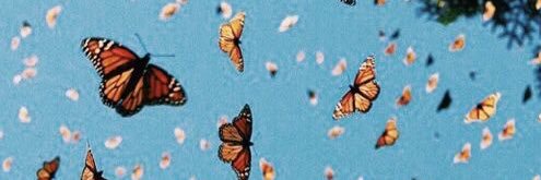 _jenyffer's profile banner image