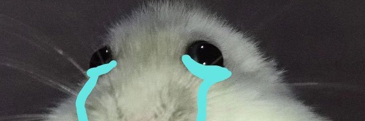 BbyZucchini's profile banner image