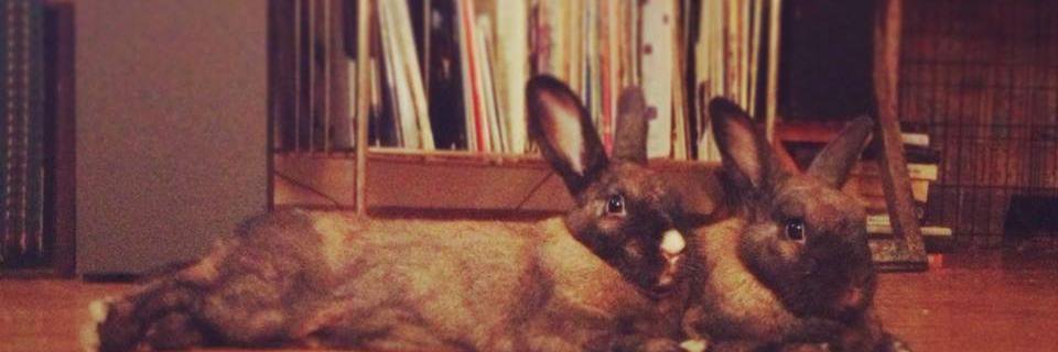 Jessica D. Creery, PhD banner