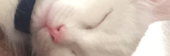jorgeisdabeast's profile banner image