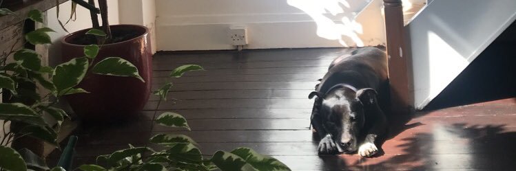 evebutterell's profile banner image