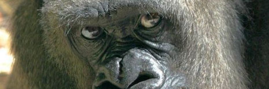 headspear's profile banner image
