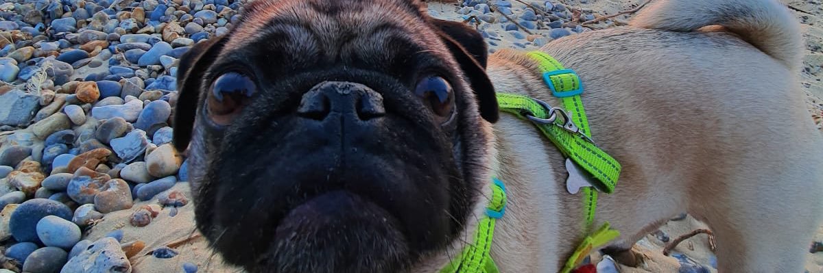 Albert the Pug🌈 (account now run by Betty) banner