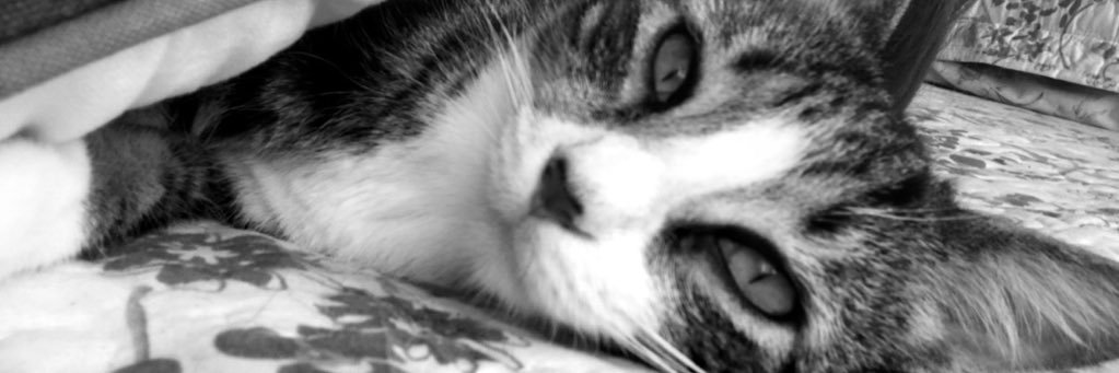 16Andreoli's profile banner image