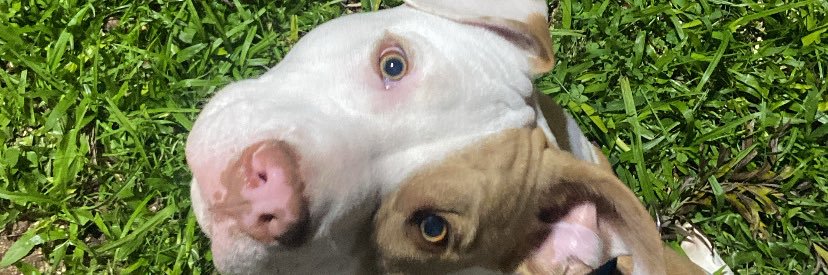 guigfbpa98's profile banner image