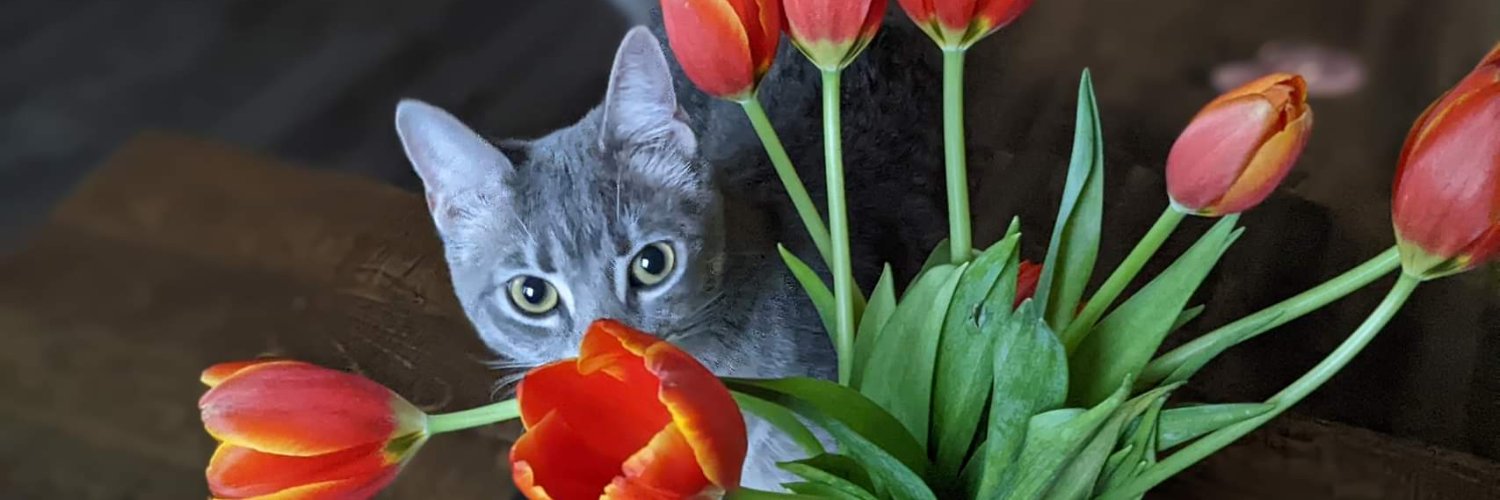 Jubyhuff's profile banner image