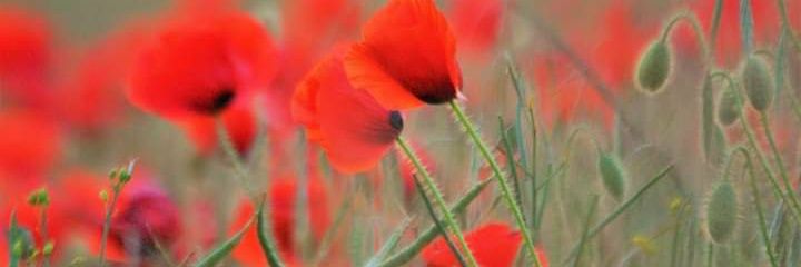 MichelleJane74's profile banner image