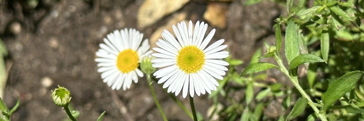 KalebJennings's profile banner image