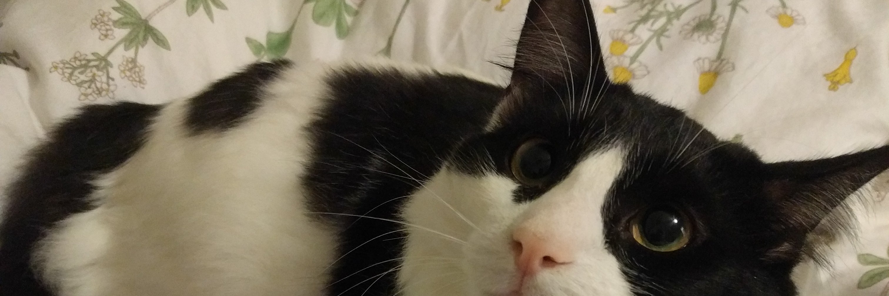 EmilyPDAmico's profile banner image