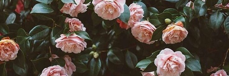 vimdizzle_xoxo's profile banner image