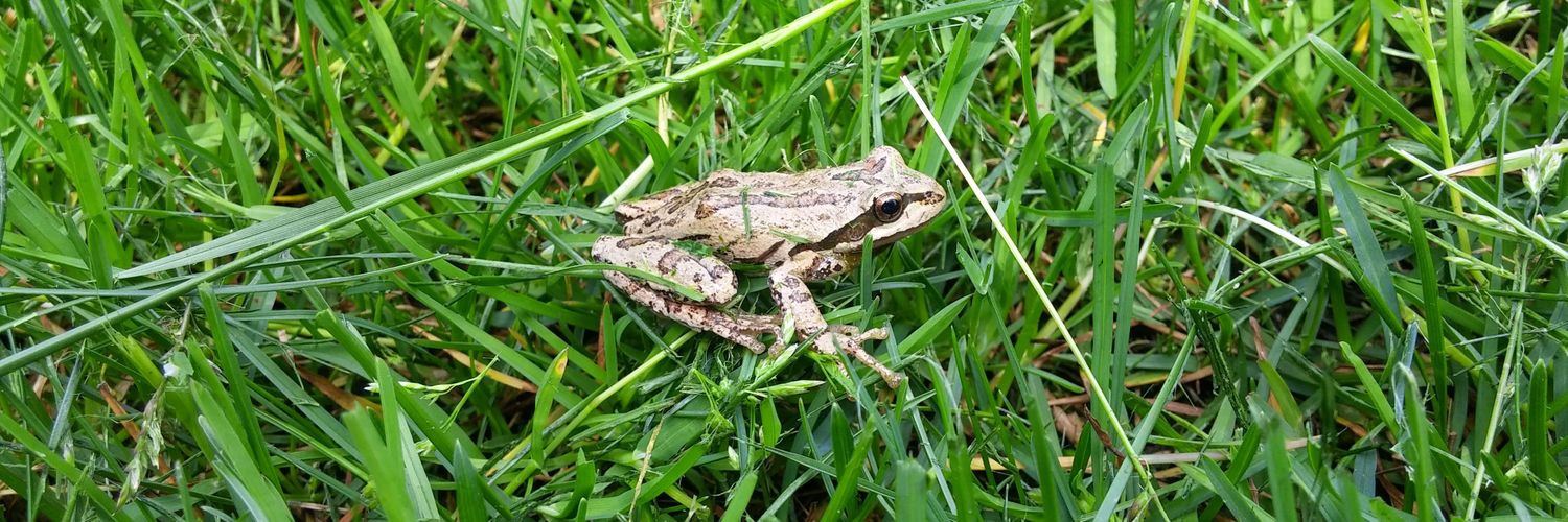 North Delta Reporter banner