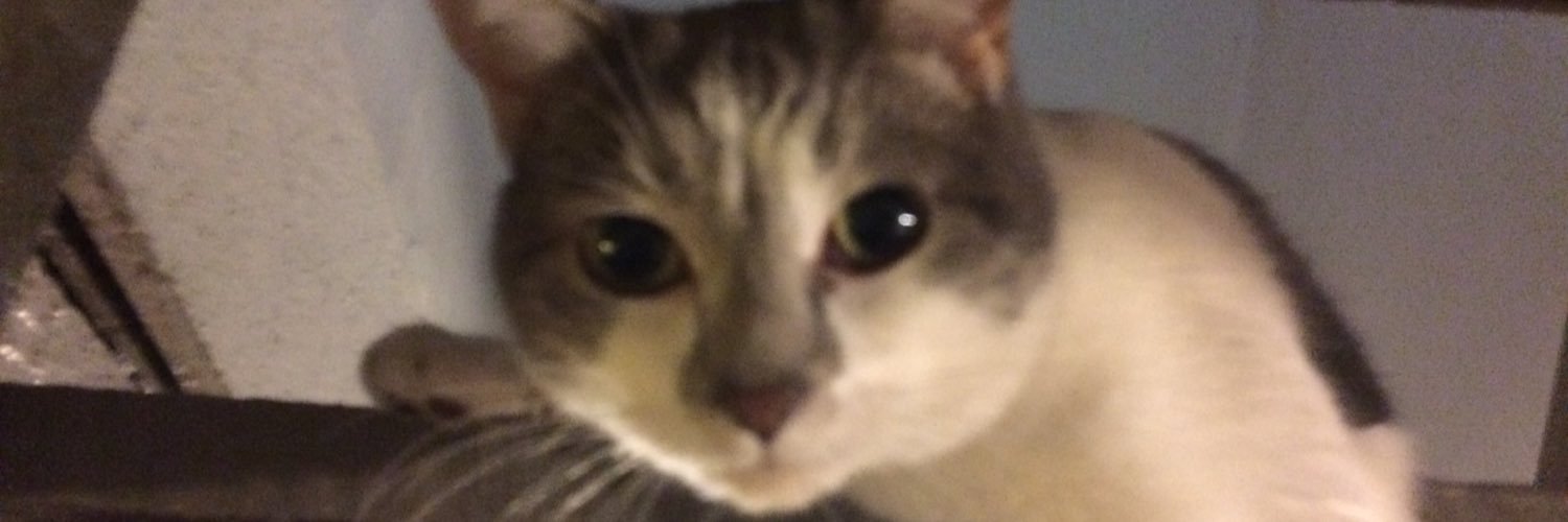 KatysCatLucy's profile banner image