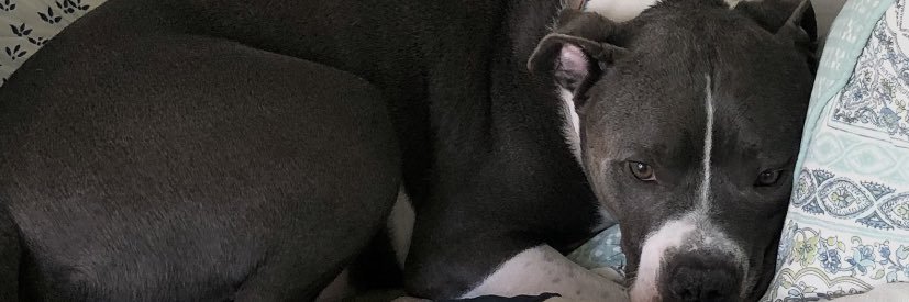 dlizard23's profile banner image