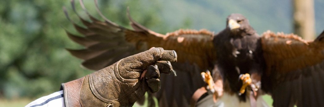Eric_Falconer's profile banner image