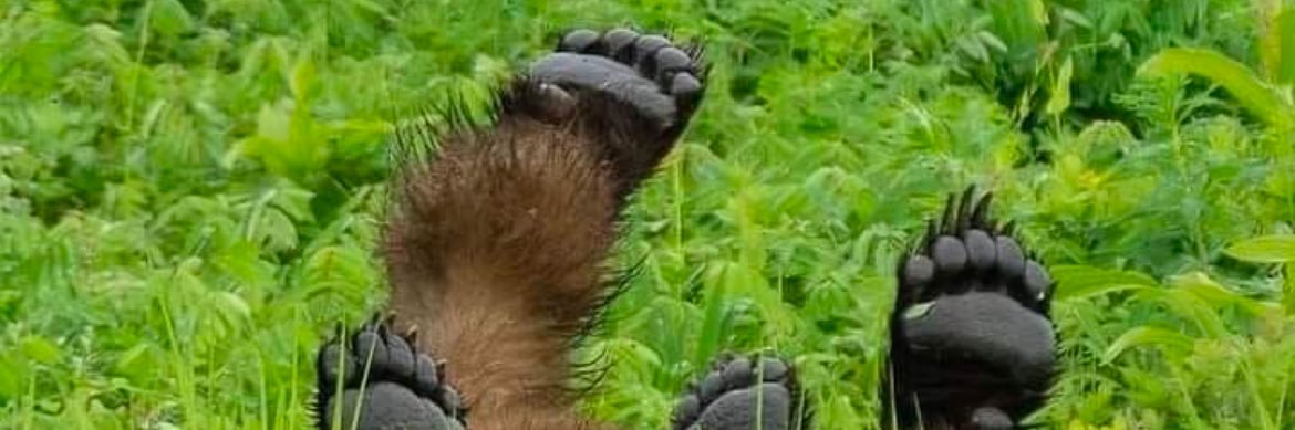 FuckDolf's profile banner image