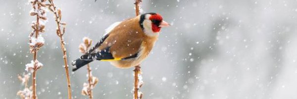 jaheldan Profile Banner