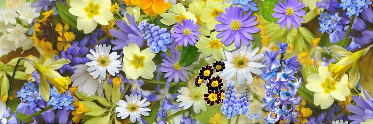 ✿Erika Dangond✿ banner