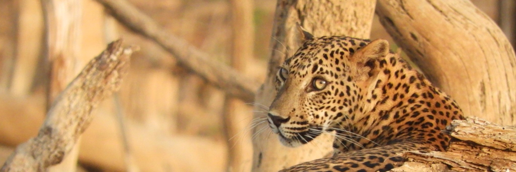 James McCulloch banner