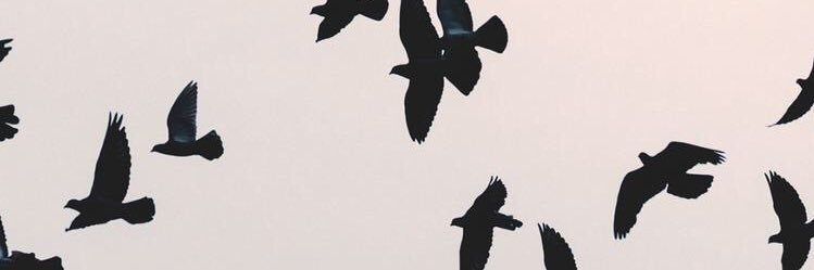 ozsuozlu's profile banner image