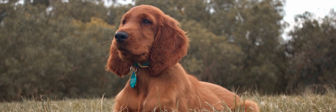 Chris Parsons banner