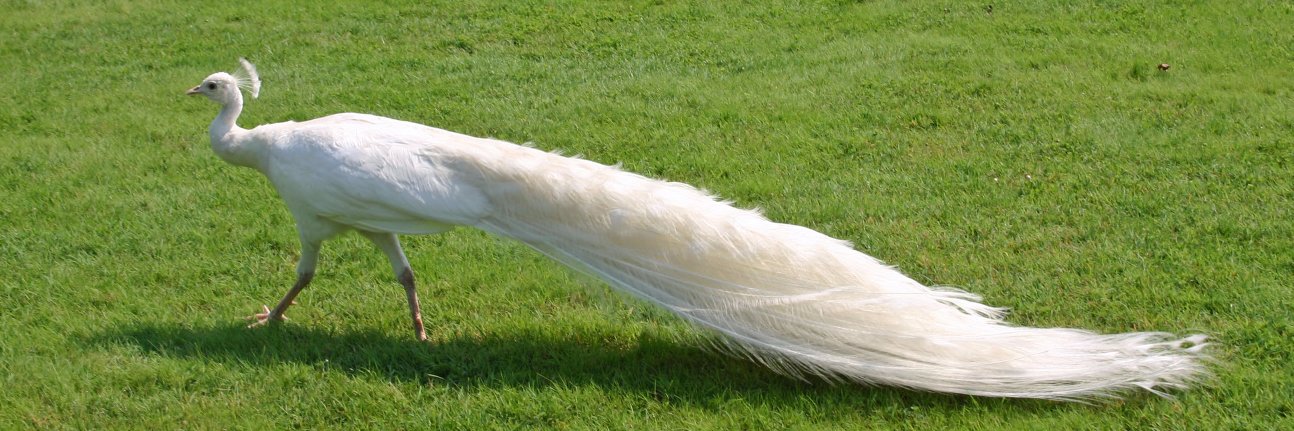 Gilly Pickup banner