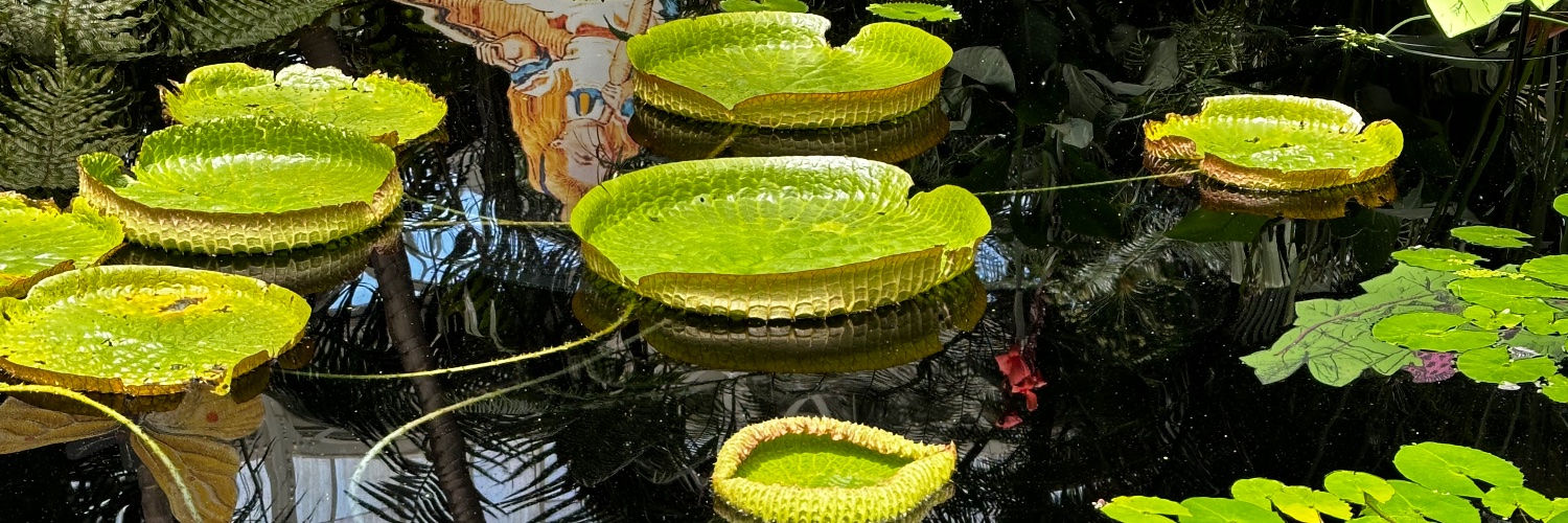 Andy Miller MD banner