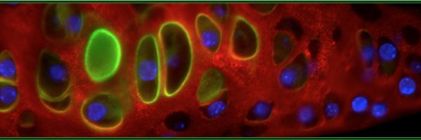 McAlinden_Lab Profile Banner