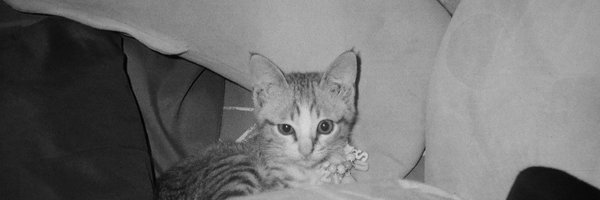 macaberrrrr Profile Banner