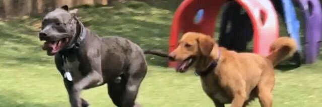 MtVernonAnimals's profile banner image
