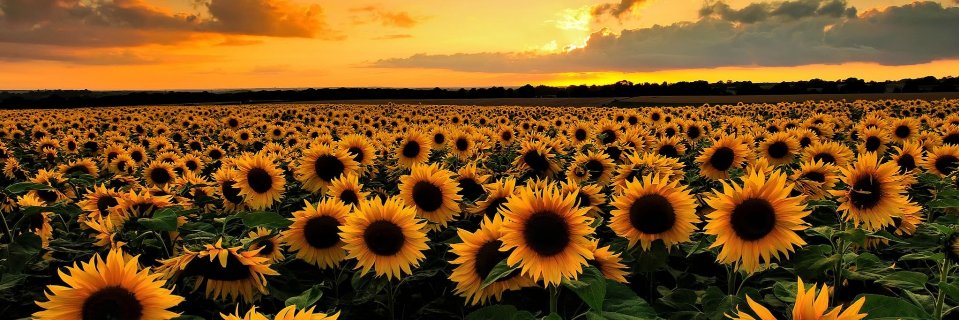 everything_lore's profile banner image