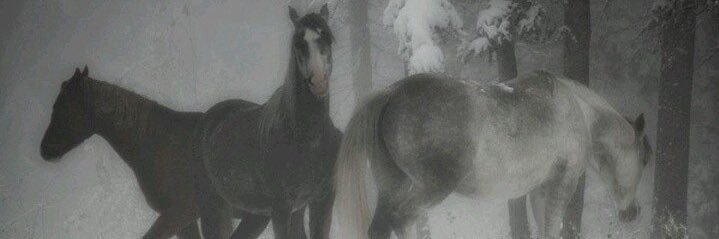bakuninzin's profile banner image