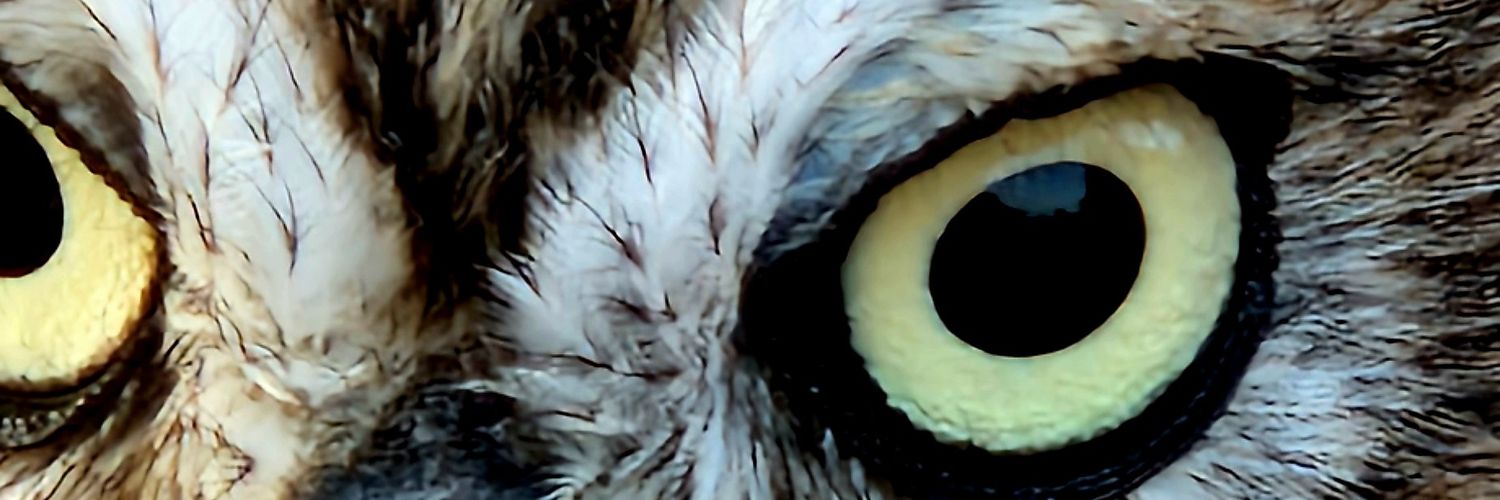 sox2_'s profile banner image