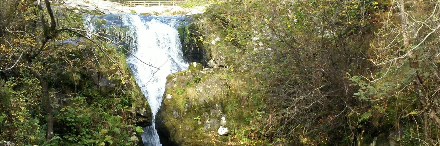 Sharon Camkin banner