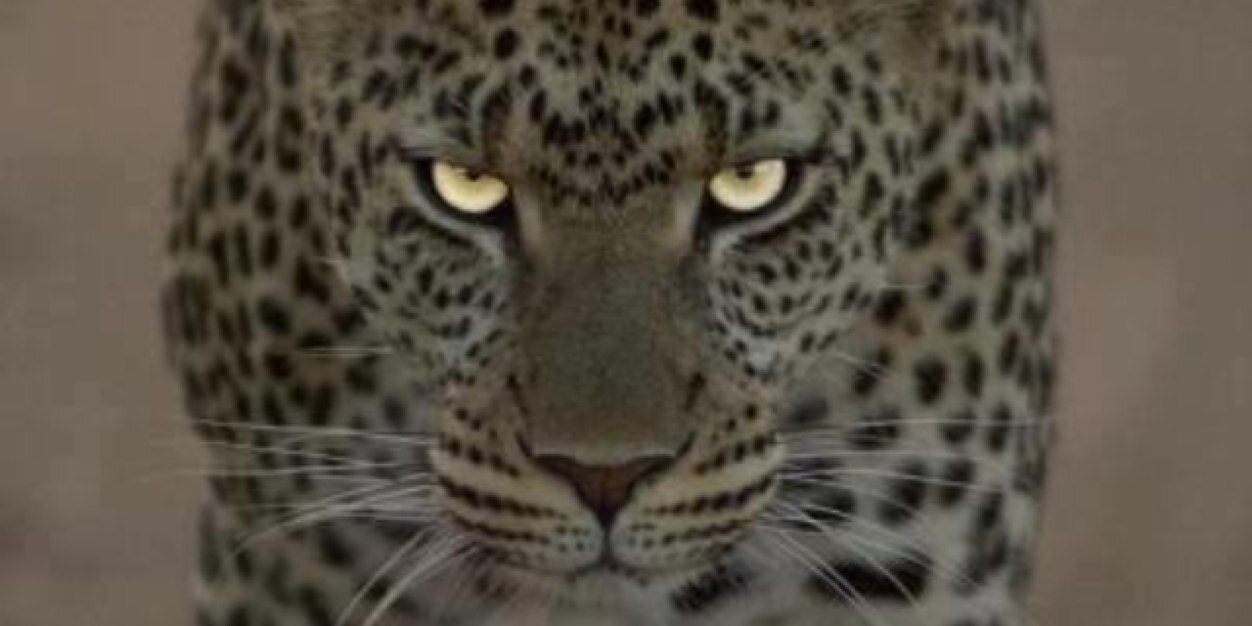 kelliecrouch05's profile banner image