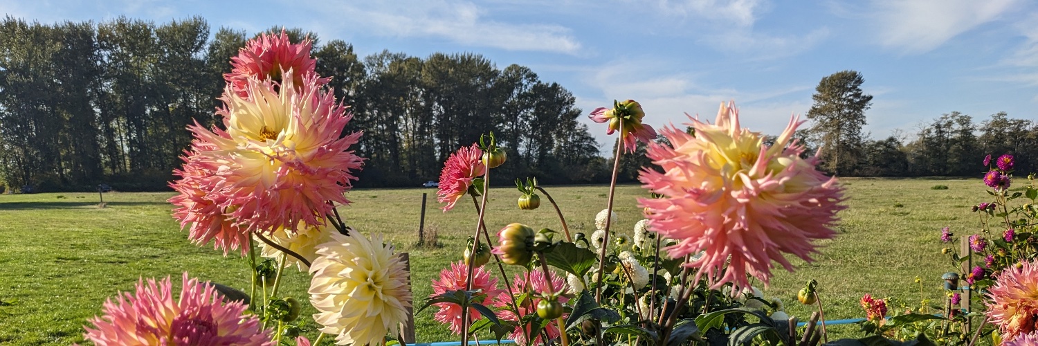 Tina Friesen banner