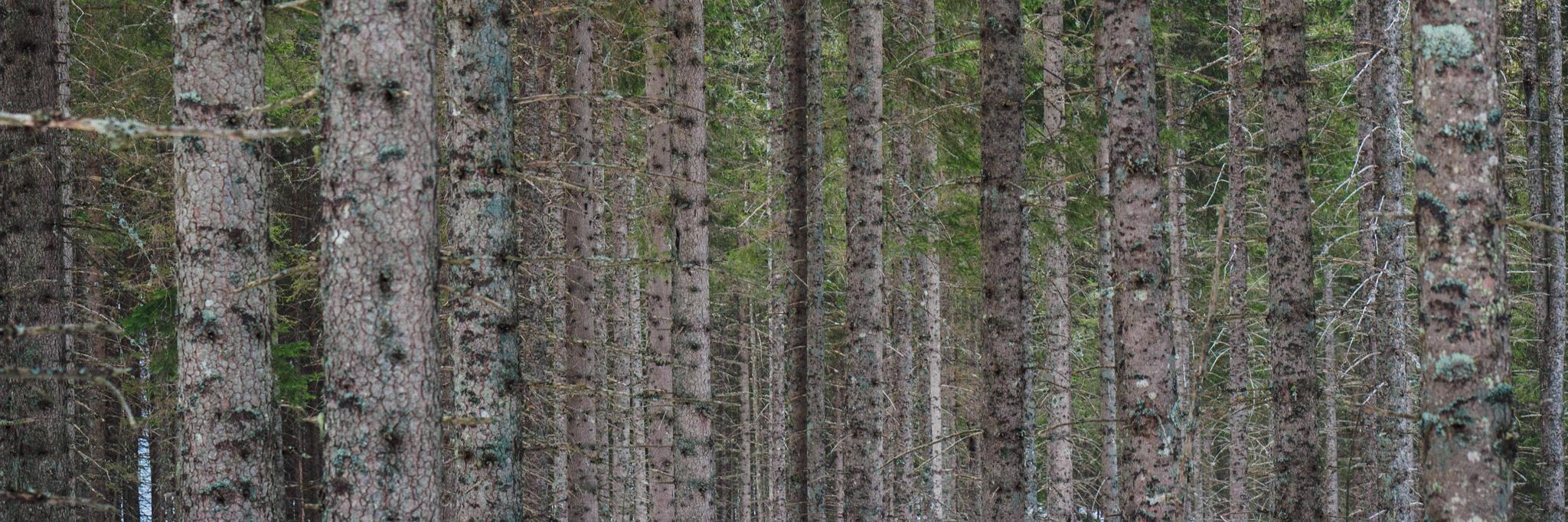pacorocha_'s profile banner image