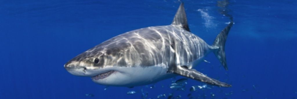 NetoSharkman's profile banner image