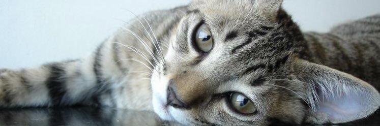 pamthecat's profile banner image