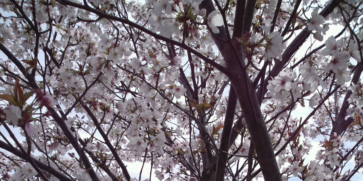 miyukirin_k's profile banner image