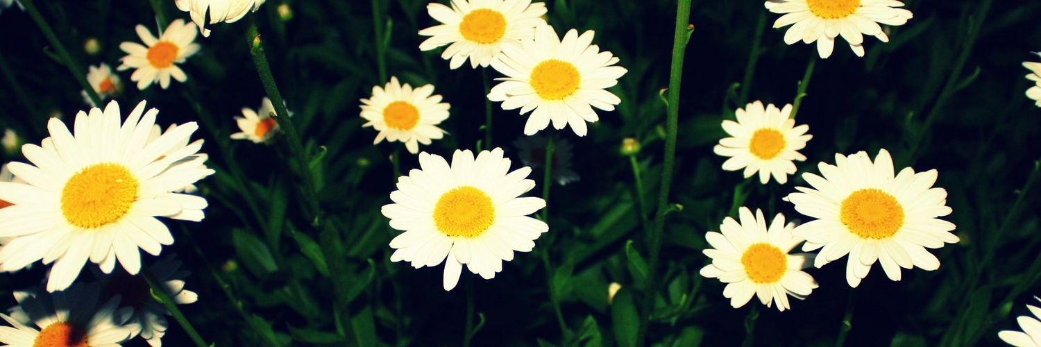 LisaJMeek's profile banner image