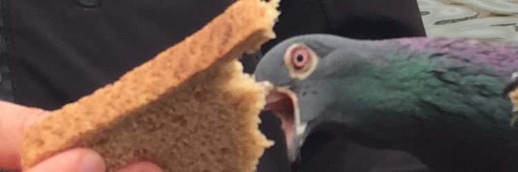 redmoonskirt's profile banner image