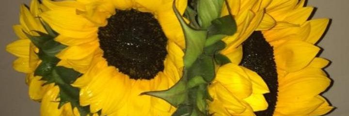 MoosYourGuy😎😋 banner