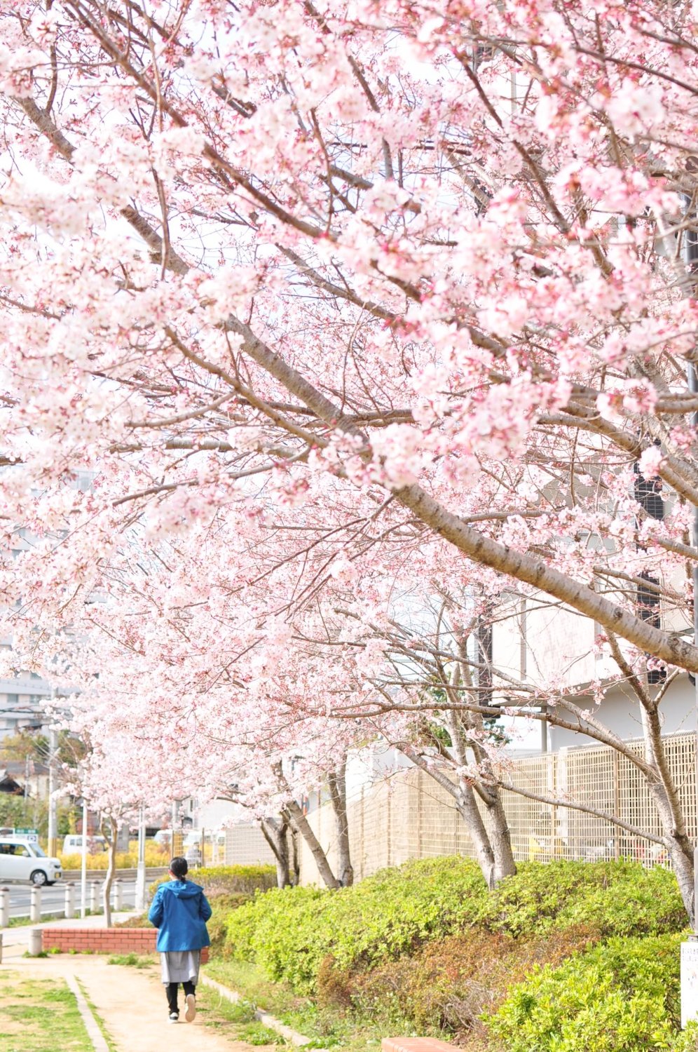 XiangXaoLong's profile banner image