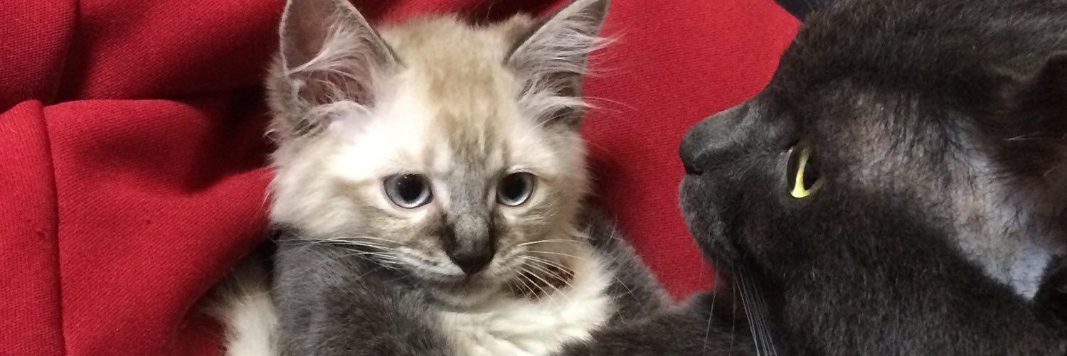 ふぁん 2026年張り切ってまいりますよ💪❤️‍🔥 banner