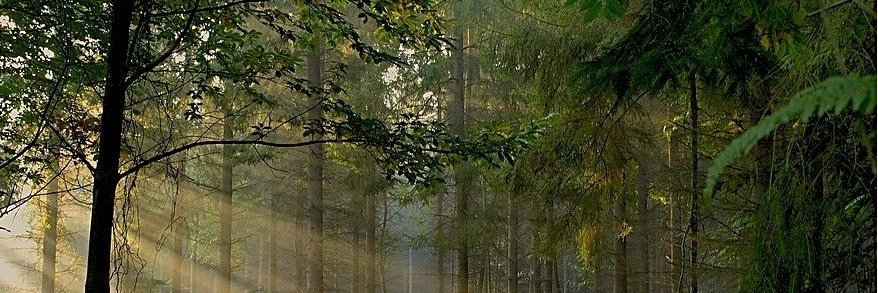 lydie doleans banner