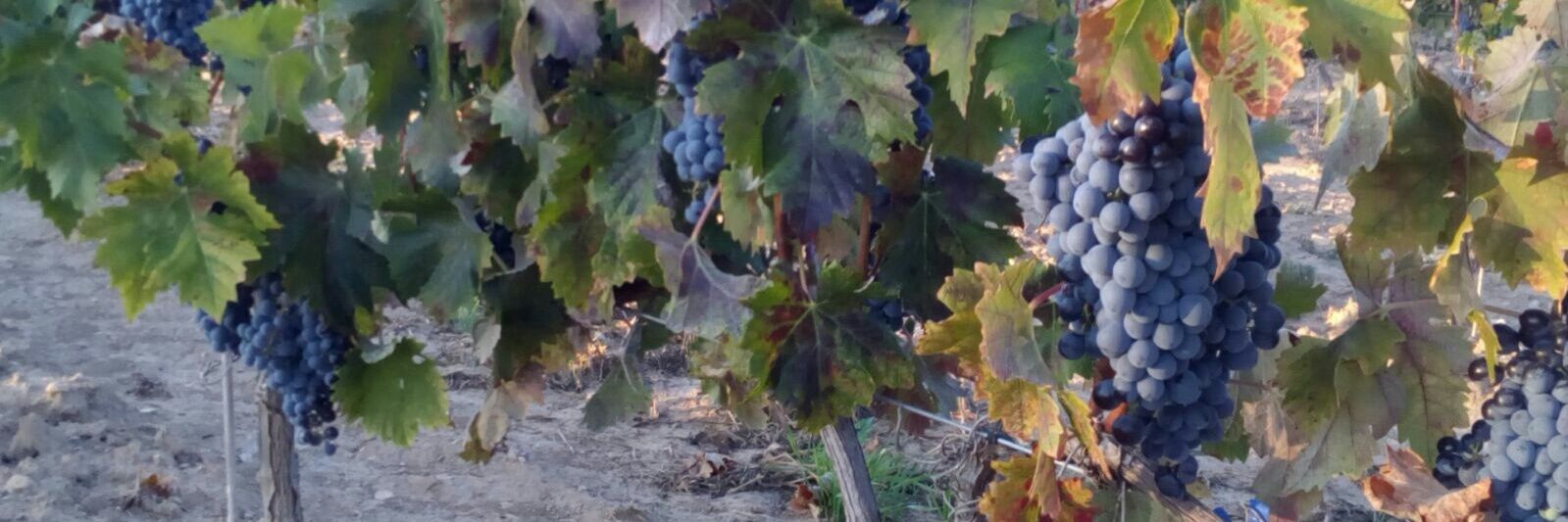 CELLER ANALEC banner