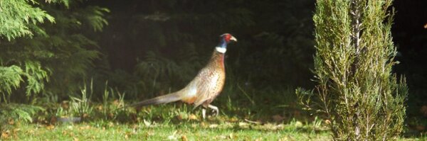 Fizza09 Profile Banner