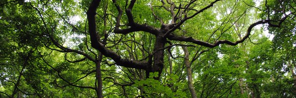 jesshedge1 Profile Banner